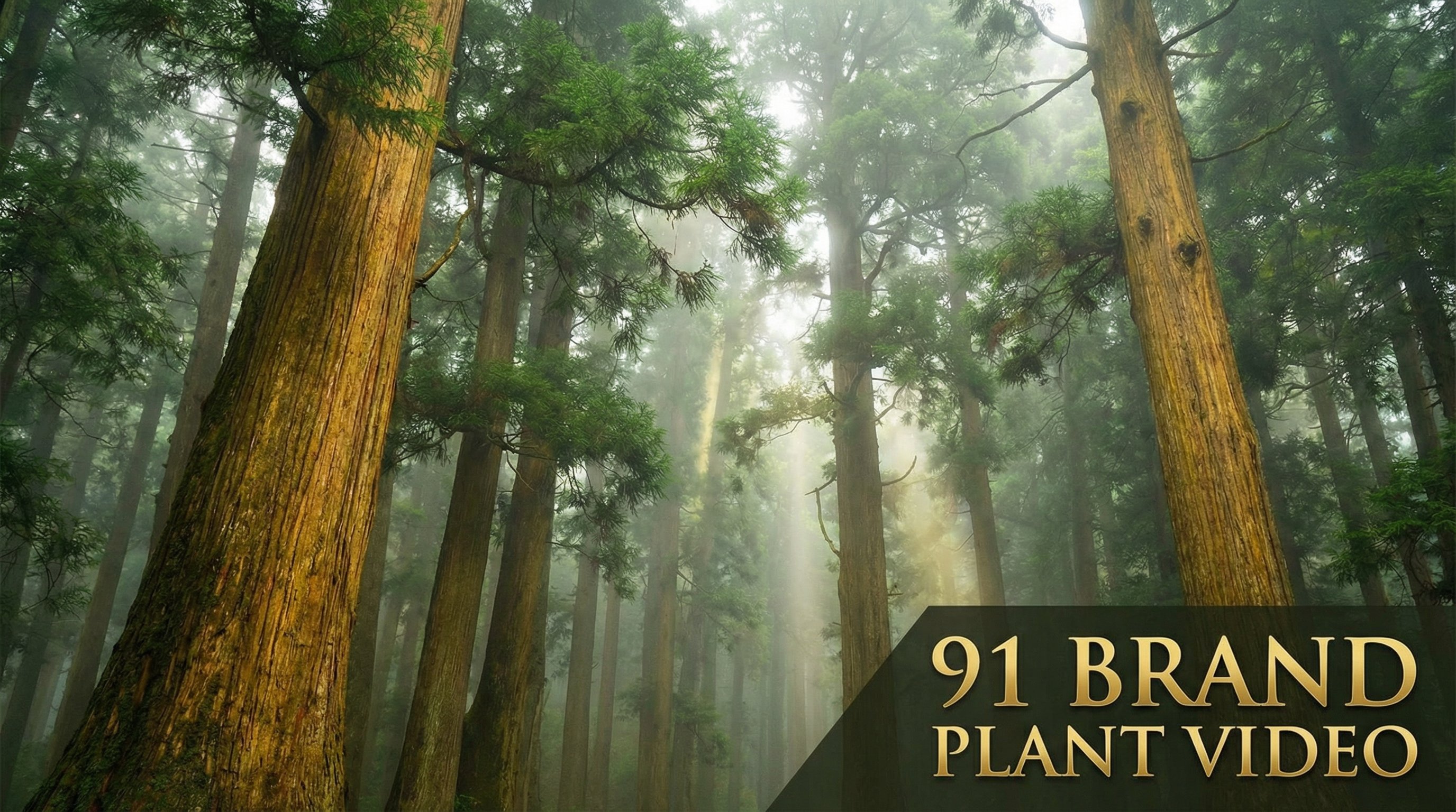 91植物视频